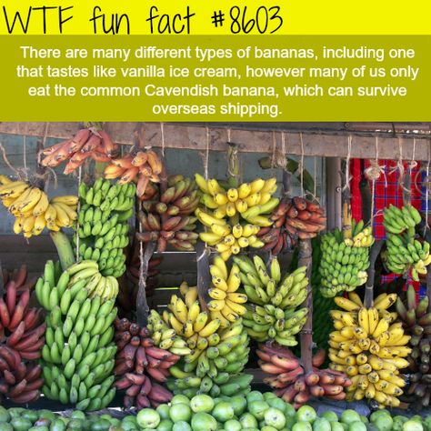 The different types of bananas - WTF fun facts Facts About Plants, About Plants, Crazy Facts, Wow Facts, Did You Know Facts, Random Facts, Science Facts, Food Facts, The More You Know