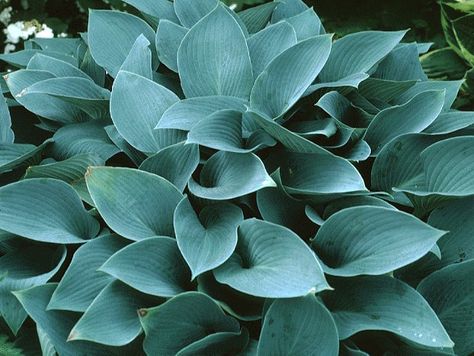 Hosta Halcyon ❤️ Hosta Halcyon, Plants For Small Gardens, Blue Hosta, Hosta Varieties, Hosta Gardens, Hosta Plants, Side Garden, Patio Plants, Garden Landscape Design