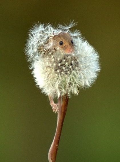 null A Dandelion, Söt Katt, Appaloosa, Quarter Horse, Cute Animal Pictures, Cute Creatures, Sweet Animals, Animal Photo, Nature Animals