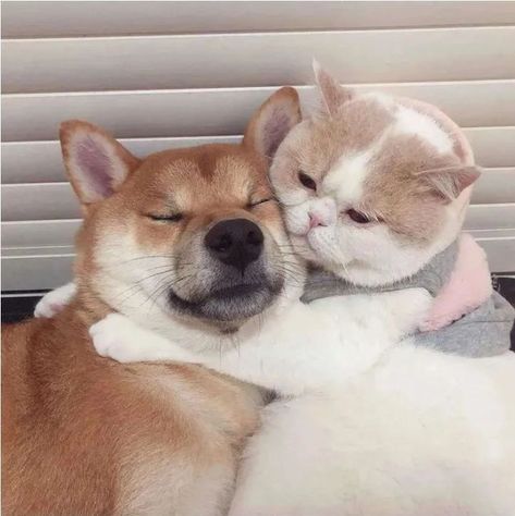 Dog Match, Cat Hug, Animals Friendship, Cat Boarding, Cat And Dog, Cute Cats And Kittens, Good Friends, Cute Cats And Dogs, Shiba Inu