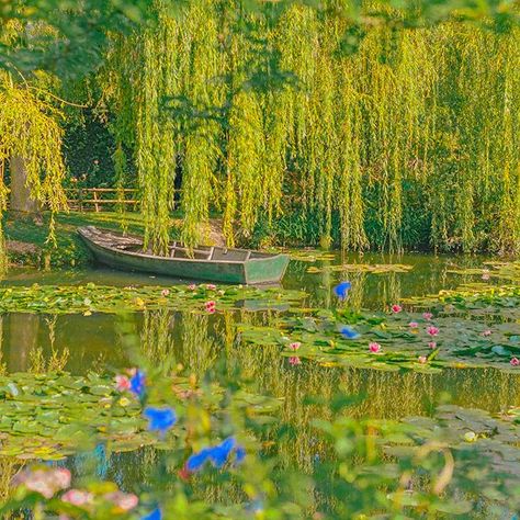 Willow Trees, Lily, Trees, Lake, Water, Flowers, Green