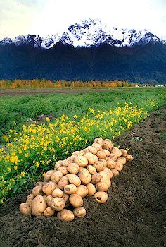 Alaska Vegetable Garden, Alaska Living Homesteads, Gardening In Alaska, Homesteading In Alaska, Alaskan Homestead, Alaska Gardening, Alaska Garden, Frontier Living, Alaska Homestead