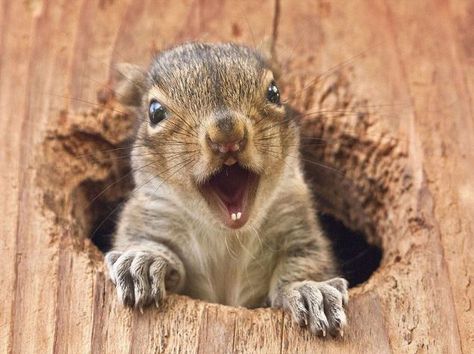 Pretend he's screaming in high-pitched squirrel voice. Squirrel Pics, Squirrel Appreciation Day, Squirrel Pictures, Mom Photo, Squirrel Funny, Squirrel Girl, Cute Squirrel, Baby Squirrel, A Squirrel