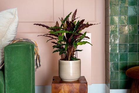 Complete guide to calathea 'Elgergrass' care | Patch Plants Velvet Calathea, Calathea Rufibarba, Philodendron Scandens, Garden Goddess, Kentia Palm, Ficus Benjamina, Parlor Palm, Calathea Plant, Bright Bathroom