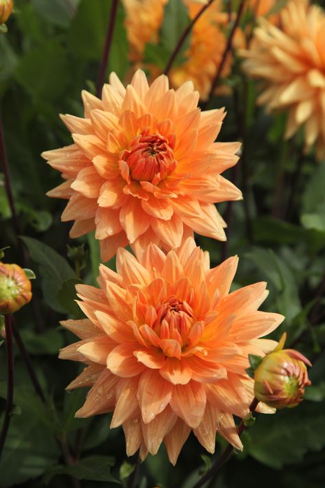 Flowers Dahlias, Orange Dahlias, Orange Dahlia, Orange Plant, Rainbow Garden, Dahlia Flowers, Floral Wedding Decorations, Cut Flower Garden, Beautiful Flowers Wallpapers