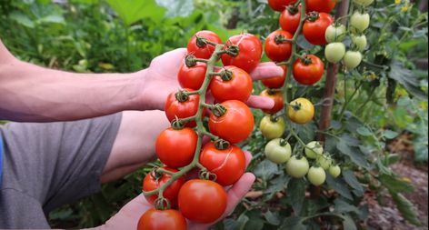 James Prigioni's Essential Seed Variety Guide for Gardeners - 2024 Tomato Diseases, Dragon Tongue Beans, Tomato Disease, Eggplant Seeds, Cabbage Seeds, Lettuce Seeds, Squash Seeds, Orange Hat, Savoy Cabbage