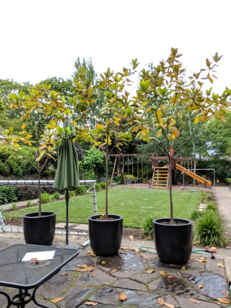 Magnolia Trees Along Fence, Magnolia Tree Hedge, Magnolia Tree In Pot, Magnolia In Pot, Potted Magnolia, Little Gem Magnolia Tree, Teddy Bear Magnolia, Brown Brick Houses, Magnolia Tree