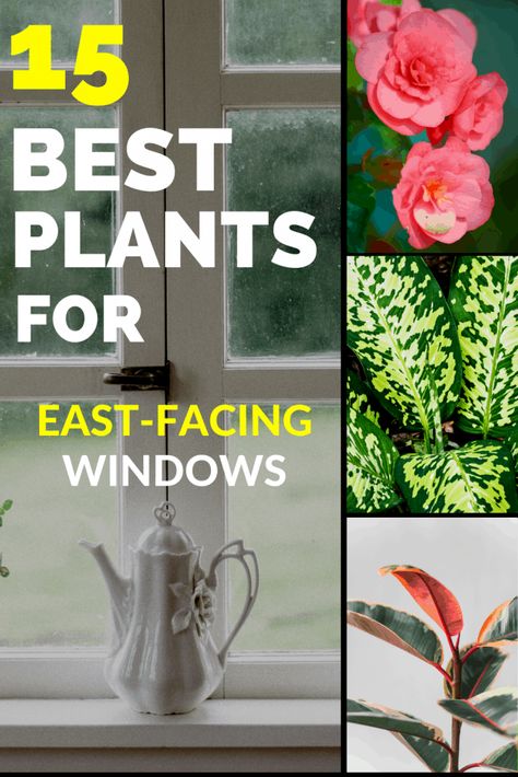 North Facing Window, East Facing Window, Porch Greenhouse, Indoor Plant Lights, Goldfish Plant, Plant Window, Apartment Checklist, Window Plants, Plant Room