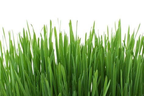 Abonado del césped 2 Shade Tolerant Grass, Dog Urine, Cat Grass, Grass Type, Gardening Trends, Organic Vegetable Garden, Square Foot Gardening, Wheat Grass, Backyard Inspo