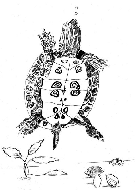 Painter Turtle Tattoo, Freshwater Turtle Tattoo, Painted Turtle Tattoo, Snapping Turtle Drawing, Eastern Painted Turtle, Tortoise Tattoo, Tortoise Drawing, Turtle Sketch, Turtle Tattoo Designs