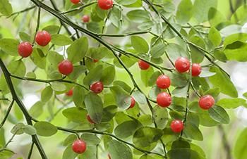 Foraging Calendar: What To Forage In July - The Lost Herbs Foraging Calendar, Red Huckleberry, Huckleberry Bush, Foraging Guide, Edible Wild Plants, Backyard Plants, Plants To Grow, Best Plants, Soil Ph