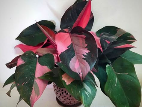 Big Potted Plants, Philodendron Erubescens, Philodendron Pink Princess, Plant Goals, Bonsai Seeds, Philodendron Plant, Pink Plant, Decoration Plante, Variegated Plants