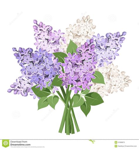 Bouquet Of Purple And White Lilac Flowers. Vector Illustration. - Download From Over 59 Million High Quality Stock Photos, Images, Vectors. Sign up for FREE today. Image: 51898875 Vintage Flower Tattoo, Lilac Tree, White Lilac, Meadow Flowers, Lilac Flowers, Flowers And Leaves, Flower Tattoos, Flower Drawing, Vintage Flowers