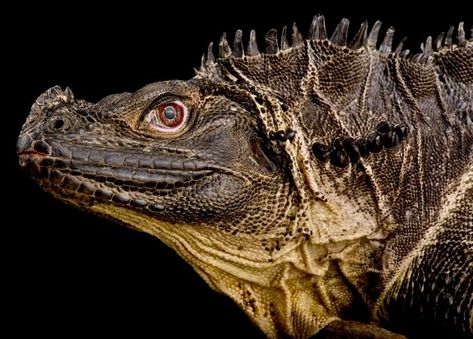 Sailfin Dragon, Lizard Species, Snake Turtle, Komodo Dragon, Interesting Animals, Creature Drawings, Pretty Animals, Like Animals, Reptiles And Amphibians