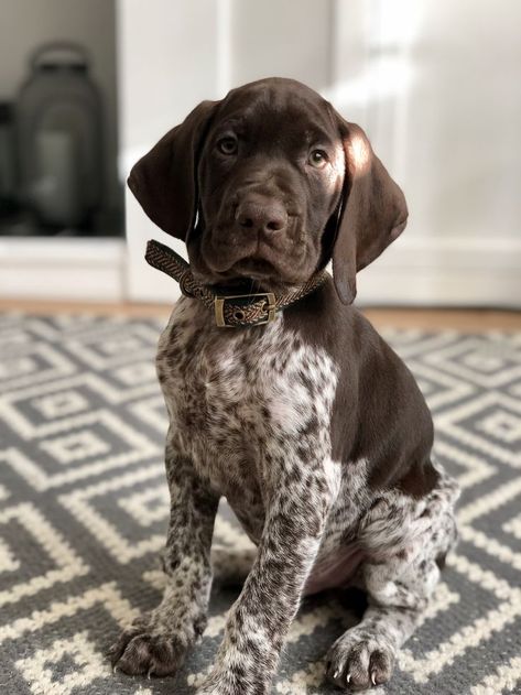 German Shorthaired Pointer Puppies, Big Dogs Breeds, Biggest Dog In The World, Gsp Dogs, Gsp Puppies, Biggest Dog, German Shorthaired Pointer Dog, Pointer Puppies, Baby Farm Animals