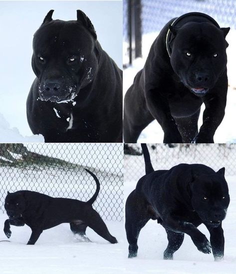 Black Pitbull <3 | Black pitbull, Pitbull dog, Big dogs Black Pitbull Dog, All Black Pitbull, Black Pitbull Puppies, Big Pitbull, Pitbull Blue, Black Doberman, Black Pitbull, Guardian Dog, Caucasian Shepherd