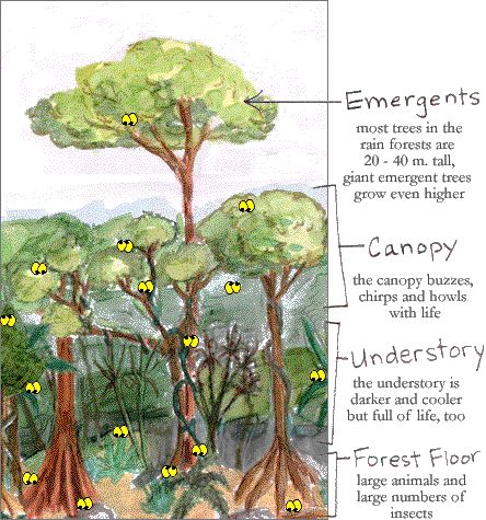 layers of the forest | Strata - Science Museum of Minnesota Forest Layers, Layers Of The Rainforest, Forest Unit, Rainforest Classroom, Tropical Rain Forest, Exhibit Ideas, Novel Inspiration, Future Teacher, School Theme