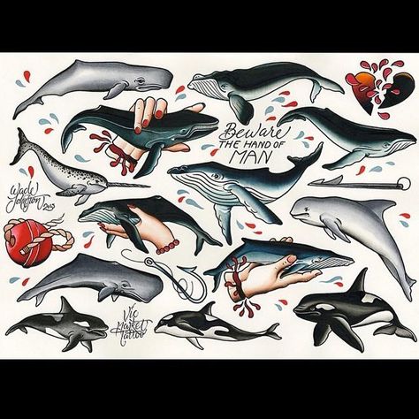 Whale Tattoo Flash This great flash sheet of whale tattoos has everything you need, orcas, blue whales, humpback whales and even a little narwhal. All hand painted by Wade Johnston. @wadejohnston Neo Traditional Whale Tattoo, Neo Traditional Orca Tattoo, Traditional Marine Life Tattoo, Whale Tattoo Neotraditional, Whale Skull Tattoo, American Traditional Aquatic Tattoo, American Traditional Ocean Tattoo, Traditional Orca Tattoo, Traditional Dolphin Tattoo