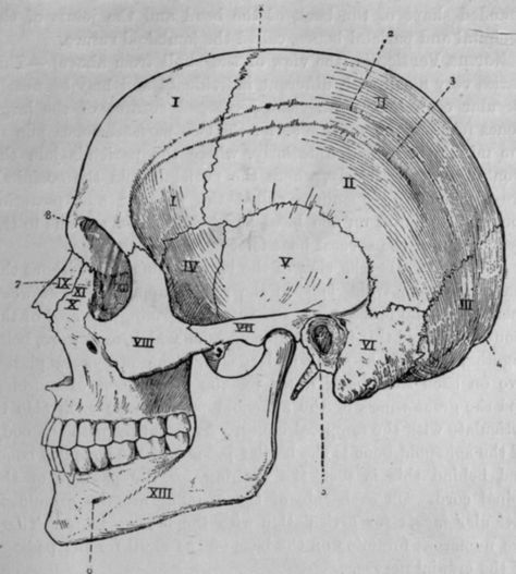 Fig. 38.   The Lateral Region of the Skull (Norma Lateralis). Skull Illustration Vintage, Skull Printmaking, Kb Tattoo, Skull Diagram, Human Skull Anatomy, Anatomical Drawings, Science Diagrams, Human Skeleton Anatomy, Anatomy Tattoo