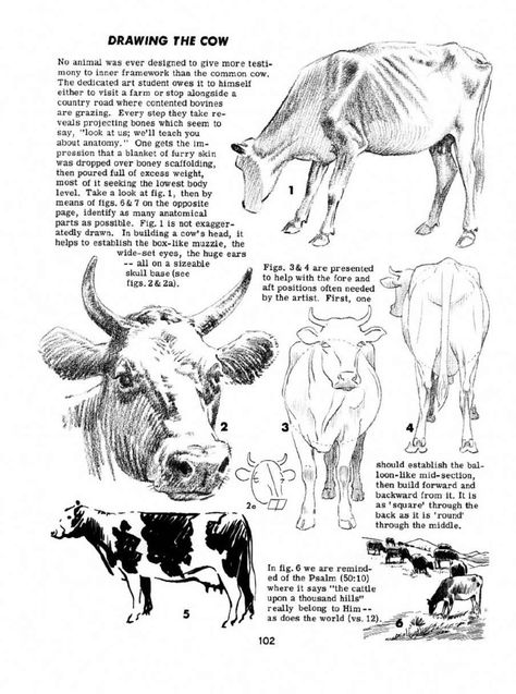 Cow Anatomy, Cow Sketch, How To Draw Animals, Cow Drawing, Horse Anatomy, Draw Animals, Drawing Body Poses, Art Painting Tools, Human Anatomy Art