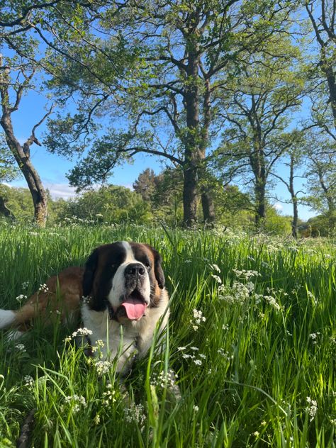 #nature #scotland #stbernard #dogs #aesthetic At Bernard Dog, Saint Bernard Dog Aesthetic, At Bernard Puppies, St Bernard Aesthetic, Saint Bernard Aesthetic, Cute Saint Bernard, Saint Bernard Puppies, Bernese Mountain Dog Mix, Saint Bernard (dog)