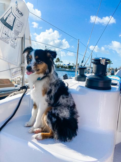 Aussie Dog Aesthetic, Australian Shepherd Aesthetic, Aussie Aesthetic, Australia Shepherd, Lucy Loo, Aesthetic Boat, Aussie Shepherd, Cute Dogs Images, Mini Aussie