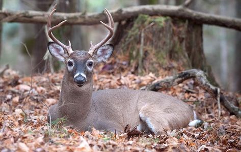 15 Facts That Will Change How You Deer Hunt | Realtree Camo Texas Deer Hunting, Food Plots For Deer, Deer Stand Plans, Deer Feeders, Deer Stands, Deer Hunting Season, Whitetail Hunting, Garden Wildlife, Whitetail Deer Hunting