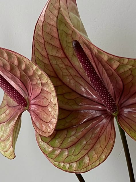 Anthurium Aesthetic, Nerine Flower, Purple Anthurium, Green Anthurium, Anthurium Bouquet, Anthurium Flower, Flowers Aesthetic, Flower Therapy, Flower Detail