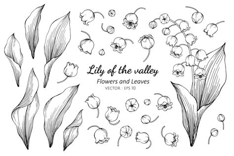 Lily Images, Flor Tattoo, Flower Drawings, Flower And Leaves, Illustrator Vector, Lily Of The Valley Flowers, Valley Flowers, 카드 디자인, Leaf Drawing