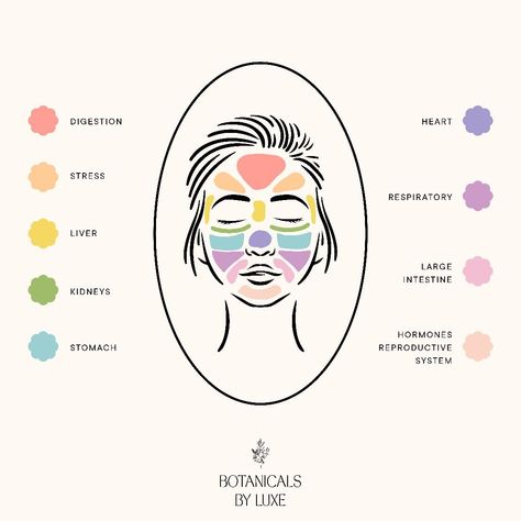 Face MappingA technique from traditional Chinese medicine has been used for thousands of years to determine what areas of the body may be causing skin issuesThere are hundreds of different face mapping chartsour Botanicals by Luxe face mapping chart is a combo of traditional beliefsdermatology and my 17 years experience in skin Rememberall skins are different so this may not be correct for youand is not a diagnosisPretty interesting for a skin nerd like me Chinese Face Map, Internal Health, Face Mapping, Face Chart, Keto Lifestyle, Skin Issues, Traditional Chinese Medicine, Chinese Medicine, Dermatology