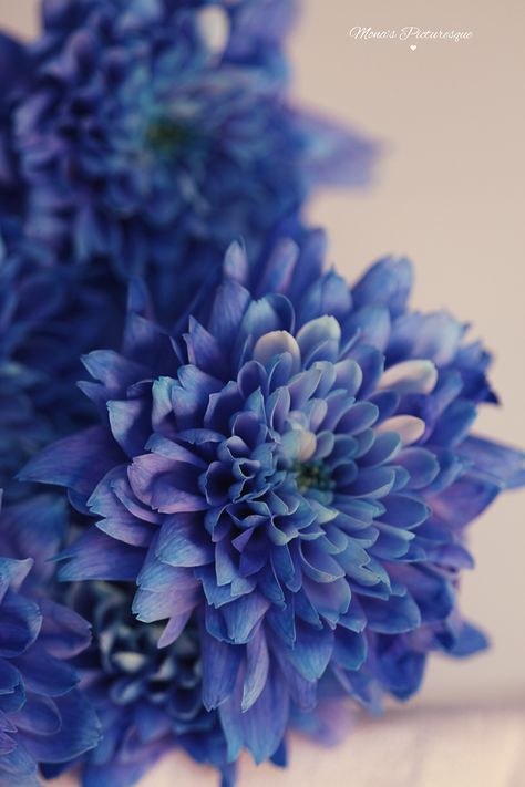 Mona's Picturesque: Chrysanthemum Blue {and a little Time Lapse} Purplish Blue Aesthetic, Chrysanthemums Aesthetic, Chrysanthemum Flower Aesthetic, Crysantenum Flower, Chrysanthemums Flower, Peony Tulips, Business Aesthetics, Blue Chrysanthemum, Chrysanthemum Bouquet