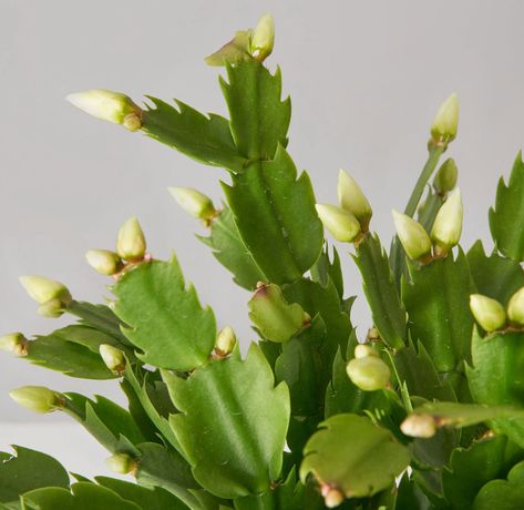 Learn how to care for Schlumbergera cacti, including the popular Christmas Cactus, Thanksgiving Cactus, and Easter Cactus. Unlike their desert-dwelling family members, the epiphytic and epilithic cacti in this unique genus call humid southeastern Brazil home. Exterior Planter, Christmas Cactus Care, Shrubs For Privacy, Easter Cactus, Thanksgiving Cactus, Holiday Cactus, Arrowhead Plant, Cactus Care, Fall Bulbs