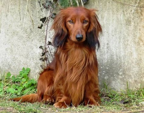 Dachshund Puppy Long Haired, Standard Dachshund, Every Dog Breed, Dachshund Funny, Wiener Dogs, Dachshund Mom, Long Haired Dachshund, Disney Animals, Funny Dachshund