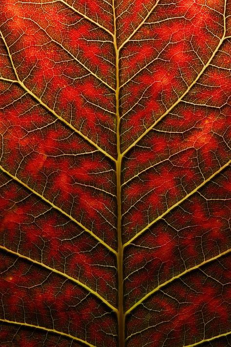 Fractal branching patterns in nature - Backlit, Close Up Of A Smoke Tree Leaf  Joe Petersburger Cotinus Coggygria, Fractals In Nature, Natural Form Art, Geometry In Nature, Floral Foliage, Nature Pattern, Awesome Nature, Beautiful Plants, Art And Photography