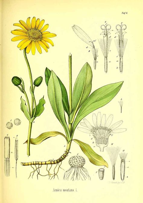 322061 Arnica montana L. / Berg, O.C., Schmidt, C.F., Atlas der officinellen… 19th Century Illustration, Arnica Flower, Arnica Montana, Plant Book, Healing Plants, Botanical Tattoo, Parts Of A Plant, Language Of Flowers, Wild Plants