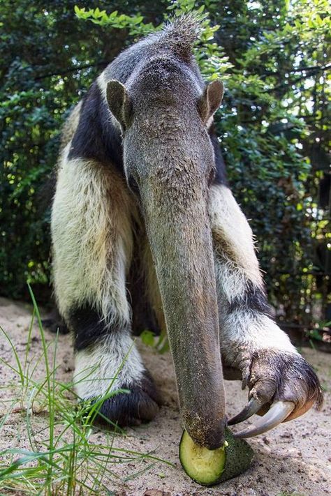 Ant Eater, Giant Anteater, Regnul Animal, Interesting Animals, Unusual Animals, Rare Animals, Weird Animals, Animals Of The World, Unique Animals