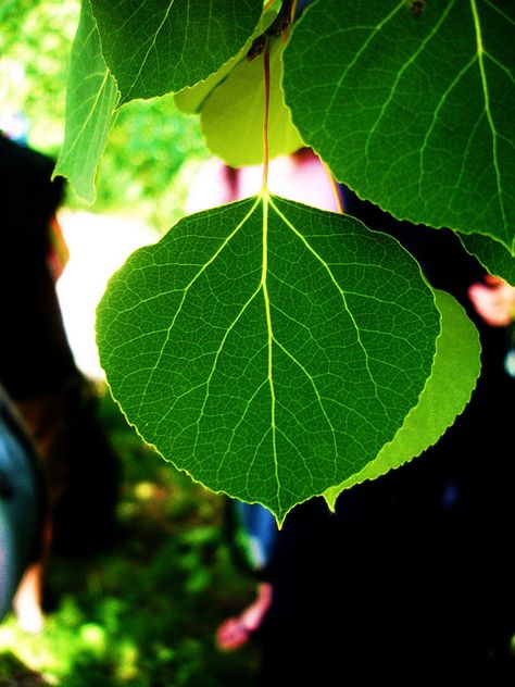 aspen leaves | The Aspen Leaf Aspen Leaf Tattoo, Aspen Tattoo, Aspen Tree Tattoo, Colorado Quilt, Aspen Trees Tattoo, Shakespeare Garden, Tree House Interior, Tree Branch Wall Decor, Family Tree Painting