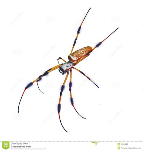 Banana Spider Drawing, Golden Orb Weaver Spider Tattoo, Banana Spider Tattoo, Orb Weaver Spider Tattoo, Golden Orb Weaver Spider, Golden Orb Weaver, Banana Spider, Orb Weaver Spider, Orb Weaver