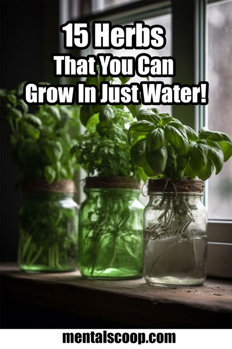 15 Herbs That You Can Grow In Just Water Herbs are a great addition to any garden or kitchen, but not everyone has the space or time to grow them in soil. Fortunately, there are Building An Herb Garden, Indoor Apothecary Garden, Container Herbs, Herbs In Water, Garden Scapes, Gardening Knowledge, Herb Growing, Plant Obsession, Dream Ranch