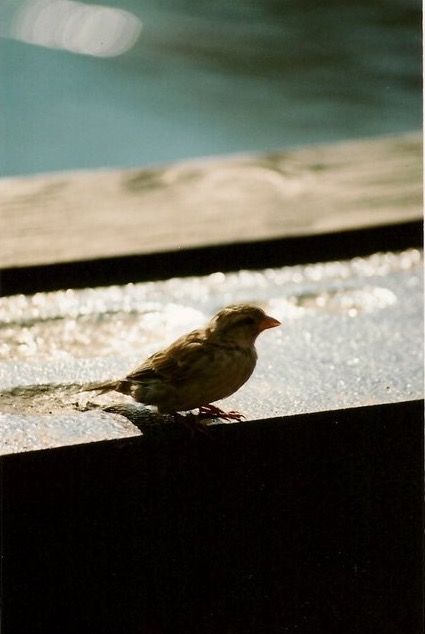 Nikon FM10 Lomography Film  #35mm Bluebird Photography, Photography Film, Bluebird, Film Photography, Nikon, Birds, Film, Photography, Animals