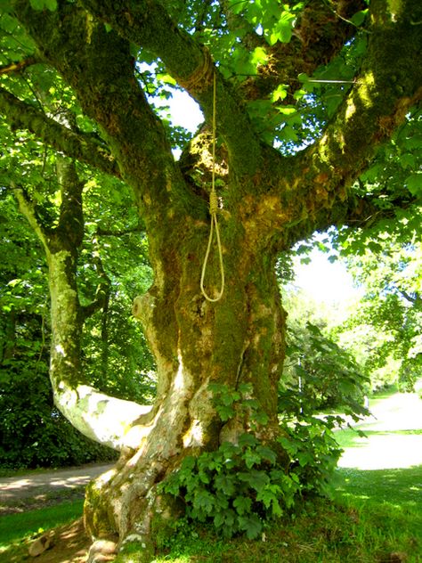 Hanging Tree Aesthetic, Person Hanging From Tree, Gallows Tree, Tiefling Cleric, Weird Pic, Sejanus Plinth, Tired Man, African Mythology, Paintings Ideas