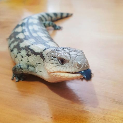 Bae and her little blue tongue poking out. Shes a happy little lizard Blue Tongue Lizard, Blue Tongue Skink, Pet Lizards, Cute Lizard, Reptile Room, Reptile Enclosure, Beautiful Snakes, Cute Reptiles, Reptiles Pet