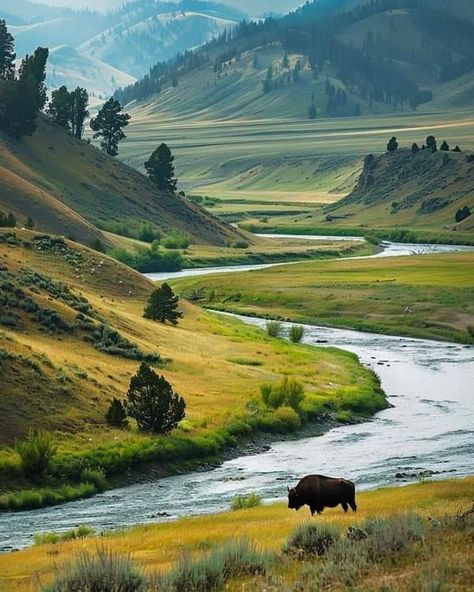 Pictures of Montana | Yellowstone River, Montana 🇺🇲 | Facebook Montana Yellowstone, David Wilson, Yellowstone River, Missouri River, Old Faithful, Recreational Activities, American West, Scenic Landscape, Yellowstone National Park