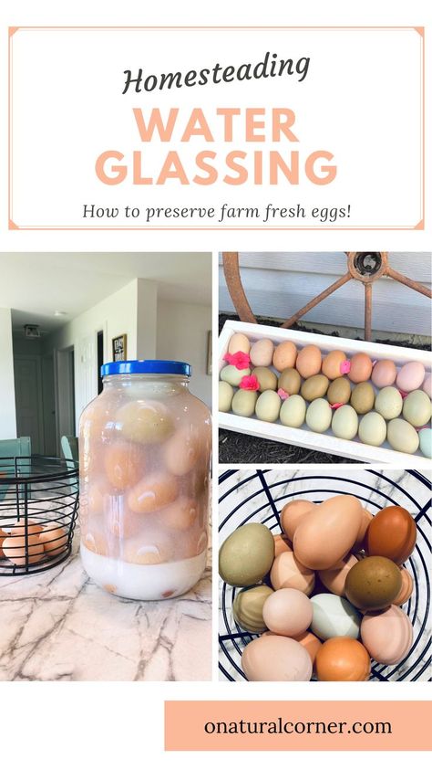 Preserve Eggs, Preserving Eggs, Storing Eggs, Backyard Chicken Coop Plans, Lime Water, Chicken Feeders, Canned Food Storage, Raising Backyard Chickens, Chicken Cages