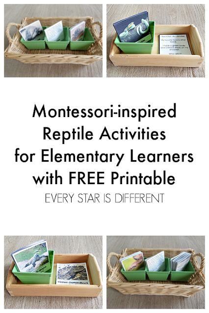 Montessori-inspired Reptile Activities for Elementary Learners with FREE Printable Reptile Activities, Montessori Elementary Activities, Reptiles Activities, Biology Activity, Montessori Activities Preschool, Montessori Elementary, Montessori Preschool, Animal Activities, Elementary Classroom