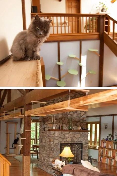 Creating a Kitty Paradise: A Cat Lover's Dream House Transformation Diy Cat Furniture, House Transformation, Diy Cat Toys, Best Diy Projects, Cat Stories, Friends Diy, Cat Furniture Diy, Toys Diy, Diy Cat