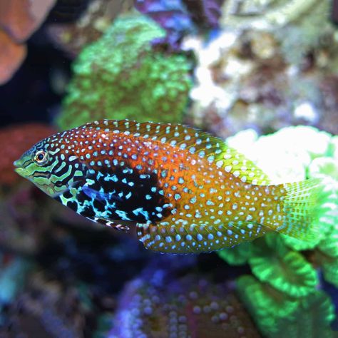 Wrasse Fish, Outdoors Quotes, Animals Tattoos, Saltwater Aquarium Fish, Saltwater Fish Tanks, Tropical Fish Aquarium, Coral Bleaching, Tropical Aquarium, Salt Water Fish