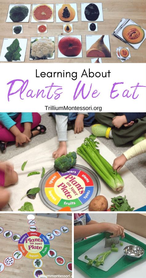 Preschool activities for learning about parts of plants and edible plants Preschool Cooking Activities, Plants Lesson Plans, Learning About Plants, Preschool Food, Plants Kindergarten, Food Lessons, Plant Lessons, Preschool Cooking, Plants Unit