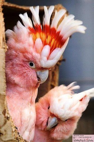 Major Mitchell cockatoos (Love these, almost looks like a cross between a Galah and Sulfer-Crested, they're not but looks like it :D) Pink Cockatoo, Kinds Of Birds, Australian Birds, Airbrush Art, Exotic Birds, Pretty Birds, Colorful Birds, Birds Of Paradise, Love Birds