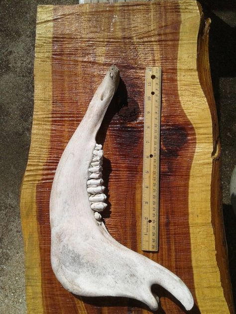 "This is a real large cow lower jaw, you will get one side of the lowerjaw.  It has been whitened and cleaned from nature, dose have some discolor or dark spots and chew marks from critters chewing on it. This is a great jaw, but is missing the front teeth. Great jaw bone to use as is or for painting/carving. Approx. 15\" long and  9 1/2\" tall. This is a very nice lower jaw. This is the one you will get." Oddities Cabinet, Front Teeth, Cow Bones, Real Bones, Jaw Bone, Tattoo Inspo, Dark Spots, Drawing Reference, Bones